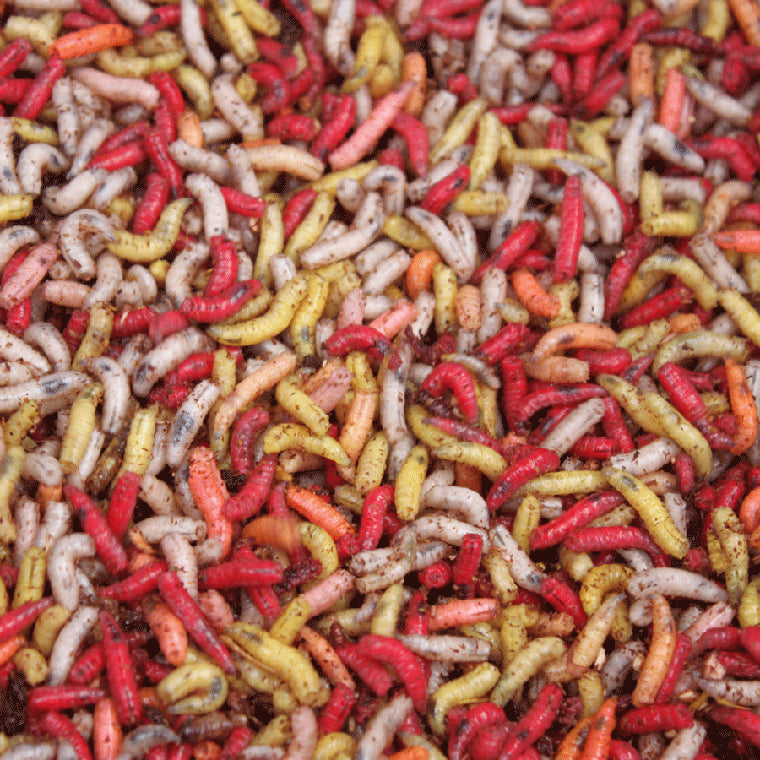 Livebait - Maggots