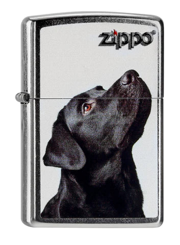 Zippo - Black Labrador Retrevier