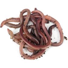 Livebait - Dendrobaena Worms